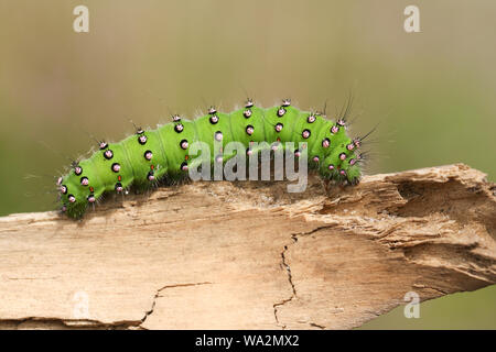Eine schöne Kaiser motte Caterpillar, Saturnia pavonia, zu Fuß über ein Stück Holz in Heide. Stockfoto