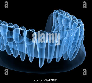 Zahnmedizinische Anatomie des menschlichen Unterkiefer Zahnfleisch und Zähne, x-ray anzeigen. Medizinisch genaue Zahn 3D-Darstellung Stockfoto