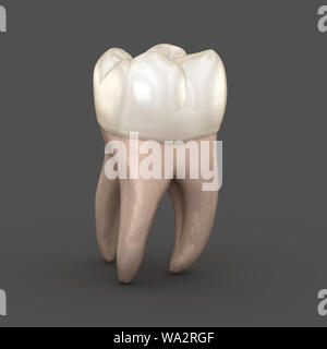 Zahnmedizinische Anatomie - Erste Oberkiefer Backenzahn. Medizinisch genauen zahnmedizinischen 3D-Darstellung Stockfoto