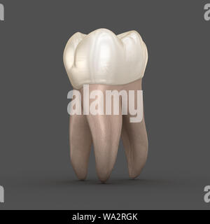 Zahnmedizinische Anatomie - Erste Oberkiefer Backenzahn. Medizinisch genauen zahnmedizinischen 3D-Darstellung Stockfoto