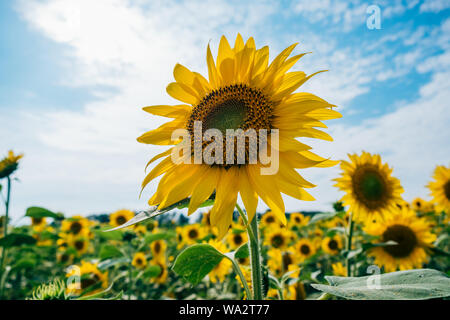 Sonnenblumen in voller Blüte in der Nachmittagssonne am Hokuryu Sunflower Village in Hokkaido, Japan. Stockfoto