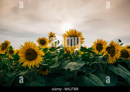 Sonnenblumen in voller Blüte in der Nachmittagssonne am Hokuryu Sunflower Village in Hokkaido, Japan. Stockfoto