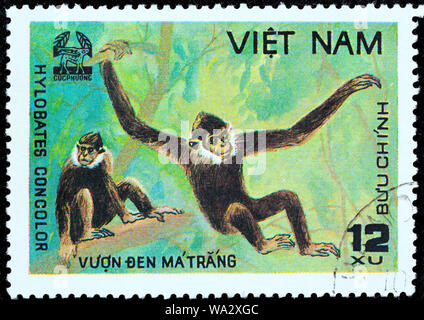 Schwarz Crested Gibbon, Nomascus concolor, Cuc Phuona Nati Wald, Briefmarke, Vietnam, 1981 Stockfoto
