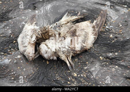 Einen toten Vogel am Strand Stockfoto