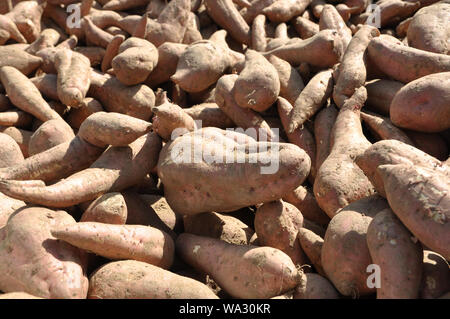 Süßkartoffel Stockfoto