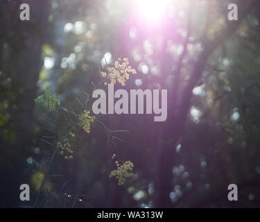 Der Blick auf den goldgelben Wattle, Acacia, durch das gefilterte Licht der Sonne, was einen verschwommenen Bokeh-Stil im australischen Busch schafft Stockfoto
