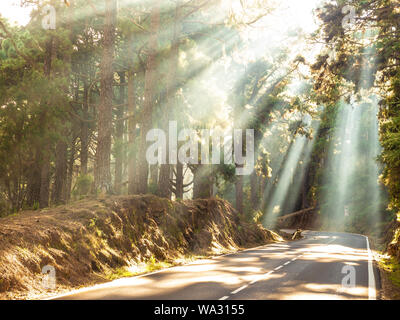 Sonnenstrahlen im Wald auf der Straße Stockfoto