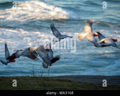 Galahs, Flying Birds, Blautöne, wenn Sonnenlicht auf rosa und graue Kakadus scheint, Flug in der Abenddämmerung am Pazifik, australische Landschaft Stockfoto