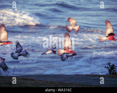 Galahs, Australian Birds Fliegen, Sonnenlicht scheint auf eine Schar rosa und grauer Cockatoos im Flug bei Sonnenuntergang am Pazifik, australische Landschaft Stockfoto