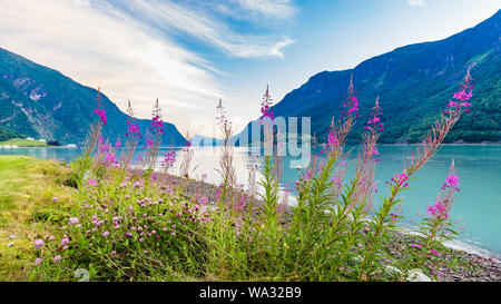 Blick auf schönen Sognefjord mit Blumen in den vorderen während der Blauen Stunde von Skjolden Sogn og Fjordane County in Westnorwegen. Stockfoto