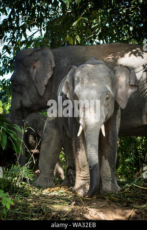 Eine kleine Herde von pygmy Elefanten wandern Sie auf der Wasserseite auf dem kinabatangan Fluss, Sabah, Borneo. Stockfoto