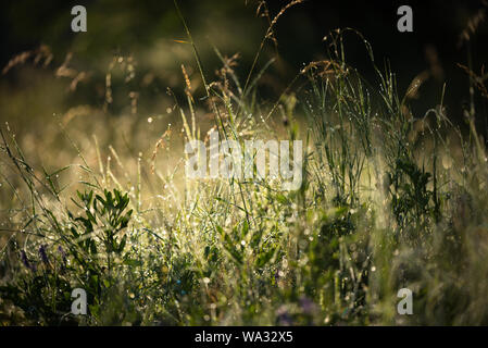 Morgen Sonnenschein, Nebel, Tau auf dem Rasen. Sommer, Herbst. Verschwommenes Foto. Stockfoto