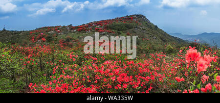 Qingyuan Stadt und reine, frische Bergluft azalea Blüten Stockfoto