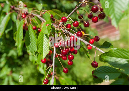 Rot, Reif, wilde Kirschen (Prunus Avium) hängen von einer Niederlassung. Stockfoto