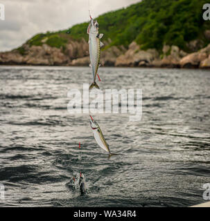 Angeln Makrelen. Vier Fische auf für Haken, aus dem Wasser gezogen. Stockfoto