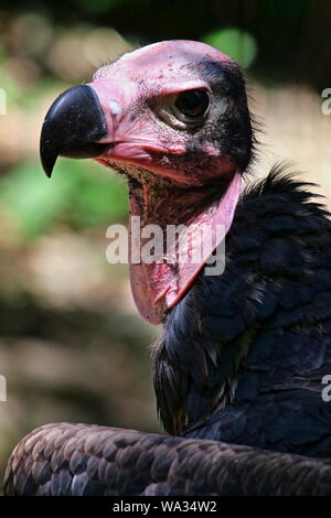 Rothaarige Geier (Sarcogyps Calvus) in Gefangenschaft Stockfoto