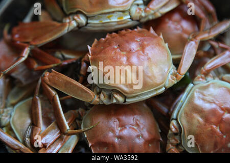 Köstliche crab Stockfoto