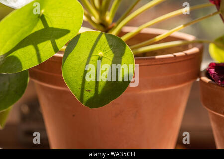 Blatt eines chinesischen Geld Anlage, Pilea peperomioides. Stockfoto