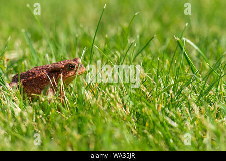 Eine braune Erdkröte (Bufo bufo) im grünen Gras. Stockfoto