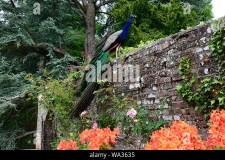 Peacock stehend auf einer alten Steinmauer Stockfoto