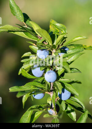 Schlehen. Aka Blackthorn Beeren. Bush im Sonnenschein. Stockfoto