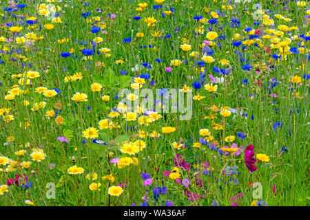 Blühende Sommerwiese mit flachen Schärfentiefe und Tiefenschärfe Stockfoto