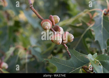 Eicheln von Red Oak, Quercus rubra auf Zweig closeup Stockfoto