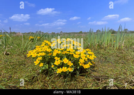 Sumpf - Ringelblume/kingcup (Caltha palustris Subsp palustris) in Blüte im Frühjahr Stockfoto