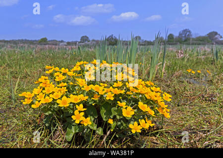 Sumpf - Ringelblume/kingcup (Caltha palustris Subsp palustris) in Blüte im Frühjahr Stockfoto