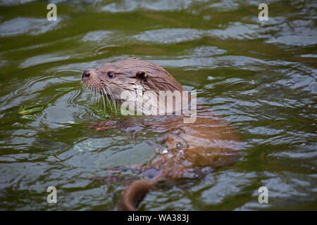 Europäischer fluss Fischotter (Lutra lutra) schwimmen im Wasser der Bach/Fluss Stockfoto