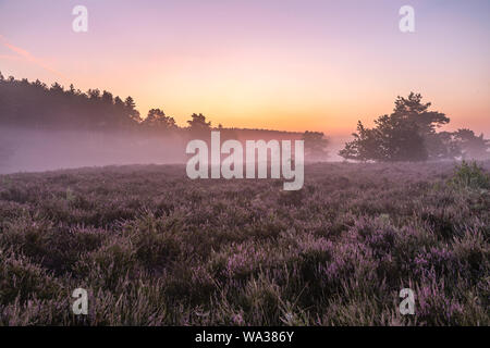 Eine andere Landschaft Foto aus der Heide, hier ist ein stimmungsvoller Sonnenaufgang am Teut in Limburg, Belgien Stockfoto