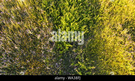 Natürliche Antenne abstrakte Fläche Hintergrund Blick von oben auf die Unbebauten Wiese mit bunten Blumen, Pflanzen und Sträucher Laub Stockfoto