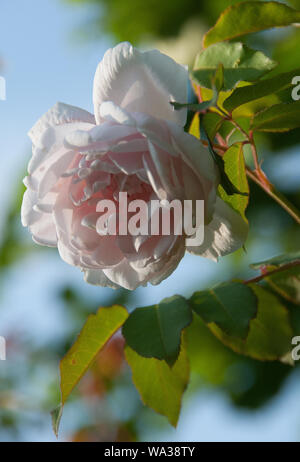 Rosa Madame Alfred Carrière in Barnsdale Gärten Stockfoto