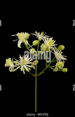 Blumen und Blätter von Traveller - Freude Pflanze, Clematis vitalba, auch als Old Man's Bart bekannt. Studio Bild auf schwarzem Hintergrund. Dorset England UK Stockfoto