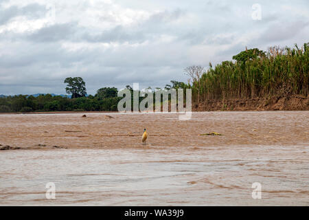 Vögel der Nationalpark Madidi, Amazonas Bassin, Bolivien: bedeckte Heron, auf einer Insel der Beni Stockfoto