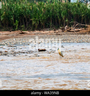 Vögel der Nationalpark Madidi, Amazonas Bassin, Bolivien: bedeckte Heron, auf einer Insel der Beni Stockfoto