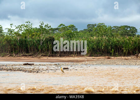 Vögel der Nationalpark Madidi, Amazonas Bassin, Bolivien: bedeckte Heron, auf einer Insel der Beni Stockfoto