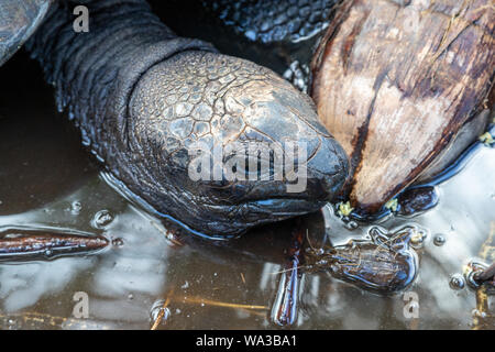 Riesige Landschildkröten (dipsochelys gigantea) auf den Seychellen Insel Praslin Stockfoto