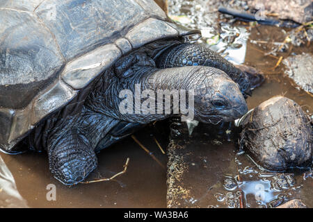 Riesige Landschildkröten (dipsochelys gigantea) auf den Seychellen Insel Praslin Stockfoto