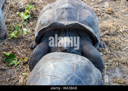 Riesige Landschildkröten (dipsochelys gigantea) auf den Seychellen Insel Praslin Stockfoto