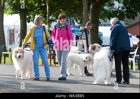 Llanelwedd, Powys, UK. 17. August 2018. Pyrenean mountain dog Fans sammeln für einen Chat. Die Beurteilung der Arbeit, in der Pastoral- und Terrier erfolgt am zweiten Tag der Welsh Kennel Club Dog Show, gehalten an der Royal Welsh Showground, Llanelwedd in Powys, Wales, UK. © Graham M. Lawrence/Alamy Leben Nachrichten. Stockfoto