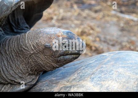 Riesige Landschildkröten (dipsochelys gigantea) auf den Seychellen Insel Praslin Stockfoto