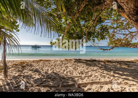 Paradise Strand mit weissem Sand, Palmen, Felsen, Wasser türkisblau auf den Seychellen Insel Praslin Stockfoto