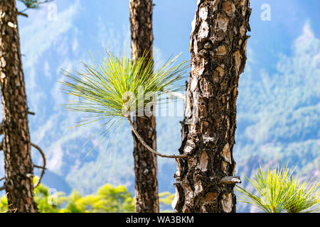 Regrowth durch verbrannte Rinde und Waldbrände der Kanarischen Kiefer (Pinus canariensis) im Mirador de La Cumbrecita, La Palma, Kanarischen Inseln, Stockfoto