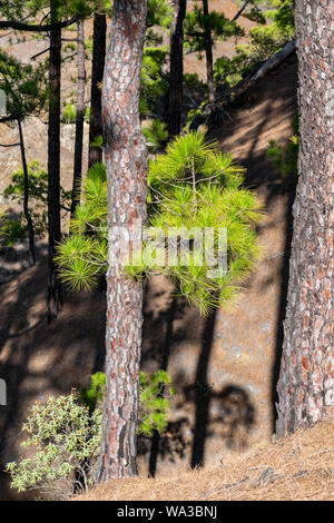 Regrowth durch verbrannte Rinde und Waldbrände der Kanarischen Kiefer (Pinus canariensis) im Mirador de La Cumbrecita, La Palma, Kanarischen Inseln, Stockfoto