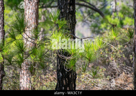 Regrowth durch verbrannte Rinde und Waldbrände der Kanarischen Kiefer (Pinus canariensis) im Mirador de La Cumbrecita, La Palma, Kanarische Inseln Stockfoto