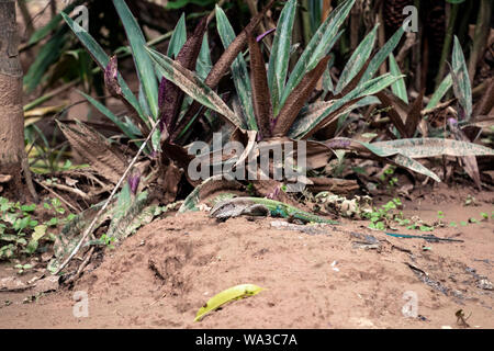 Ameiva ameiva ameiva, der riesige, grüne Ameiva, Südamerikanischen Boden Lizard oder Amazon racerunner, Arten von Lizard in der Familie Teiidae in Cen gefunden Stockfoto