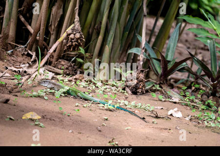 Ameiva ameiva ameiva, der riesige, grüne Ameiva, Südamerikanischen Boden Lizard oder Amazon racerunner, Arten von Lizard in der Familie Teiidae in Cen gefunden Stockfoto