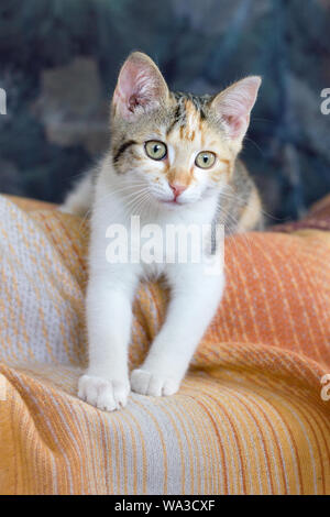 Eine junge, niedliche, tabby-Katze liegt auf einer Wolldecke Stockfoto