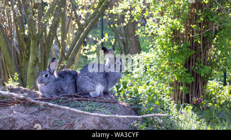 Zwei graue Kaninchen sitzen nebeneinander im Garten Stockfoto